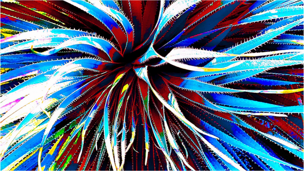 Main image Solar Flare Succulent