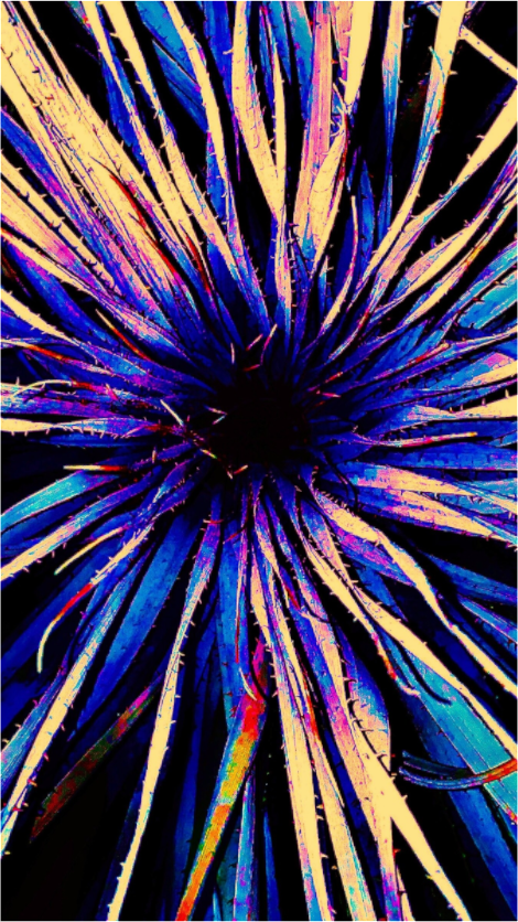 Main image Electric Yucca Burst