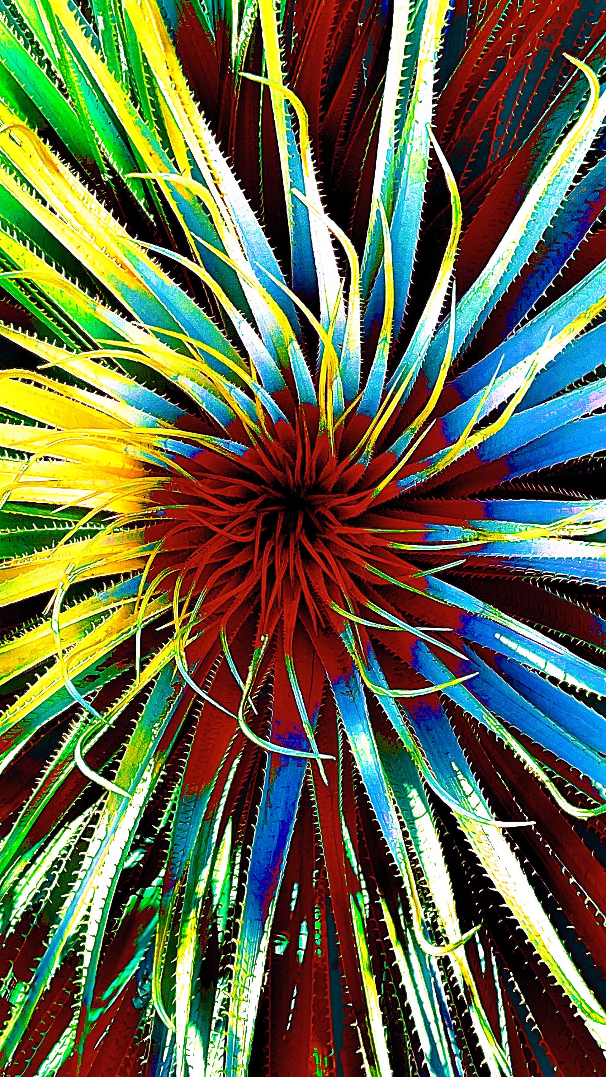 Main image Desert Spectrum Yucca