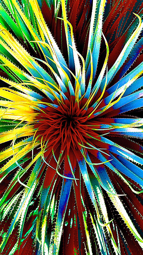 Main image Desert Spectrum Yucca