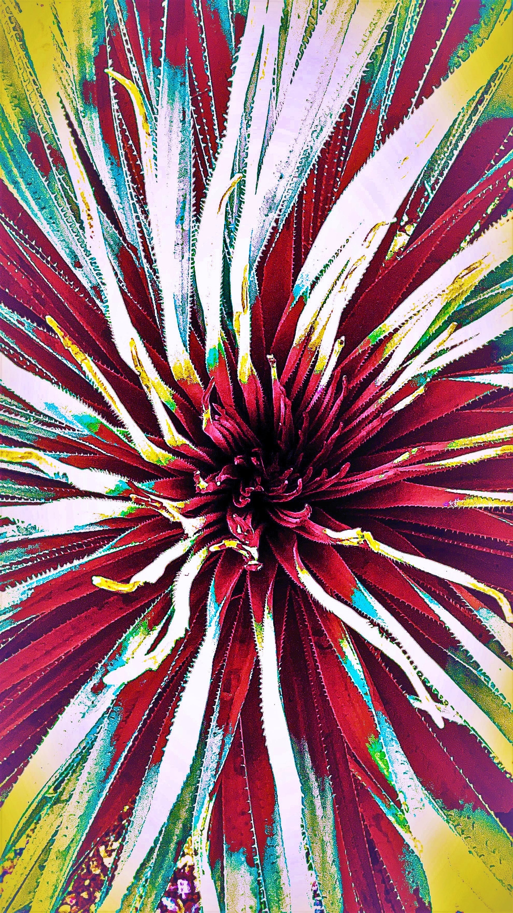 Main image Radiant Day Yucca Bloom