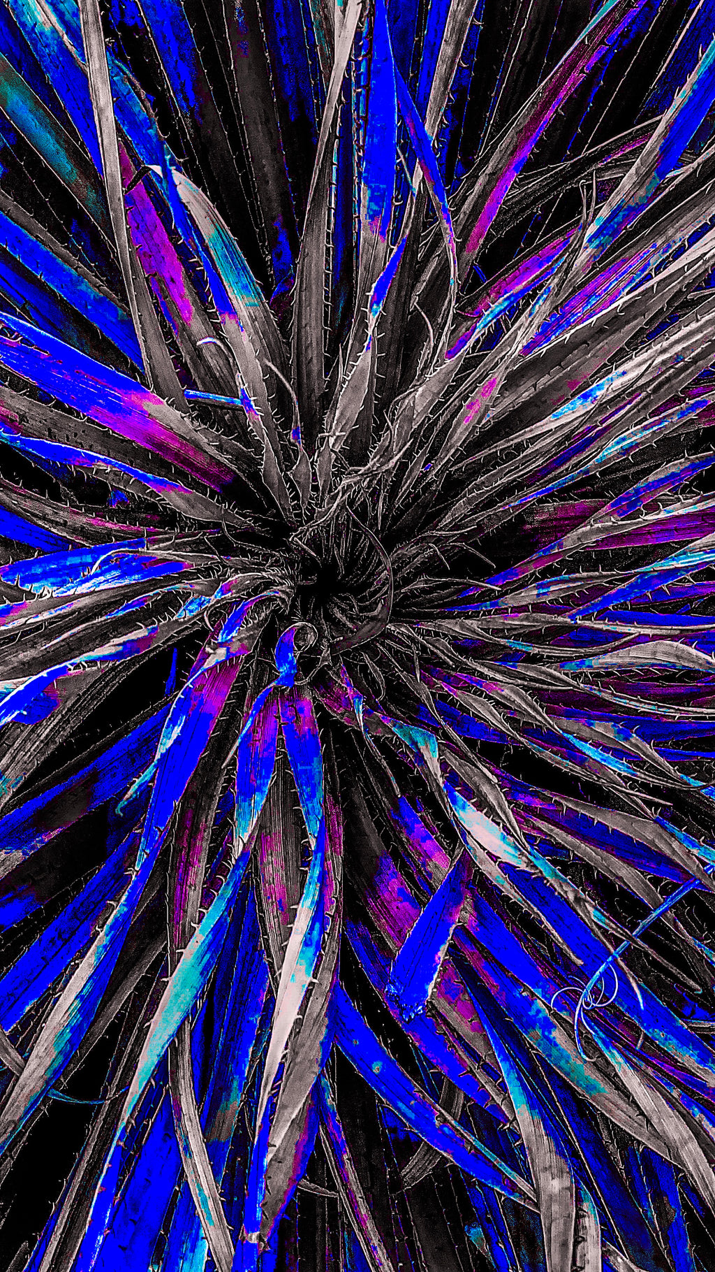 Main image Midnight Yucca Radiance