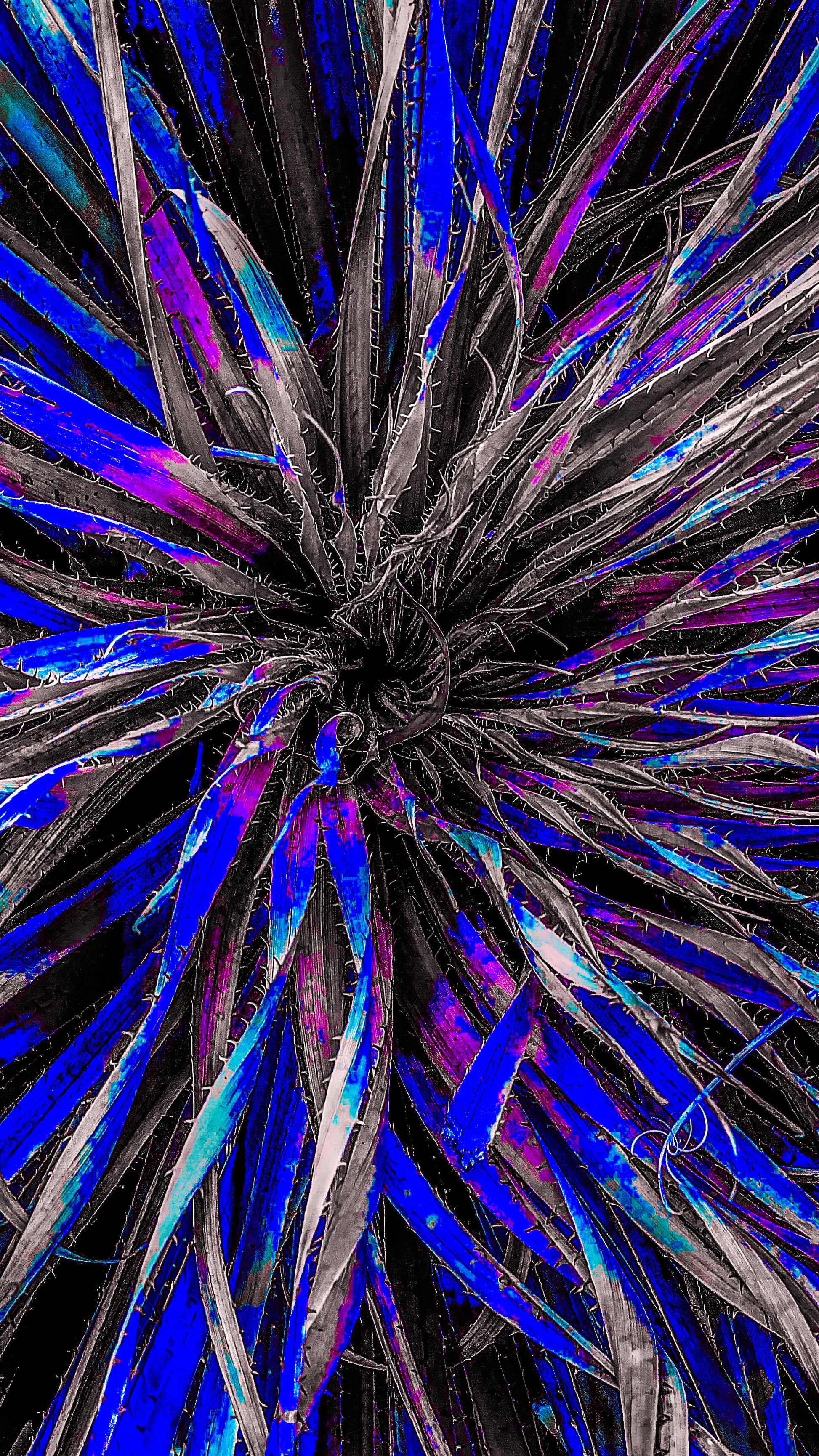 Main image Midnight Yucca Radiance