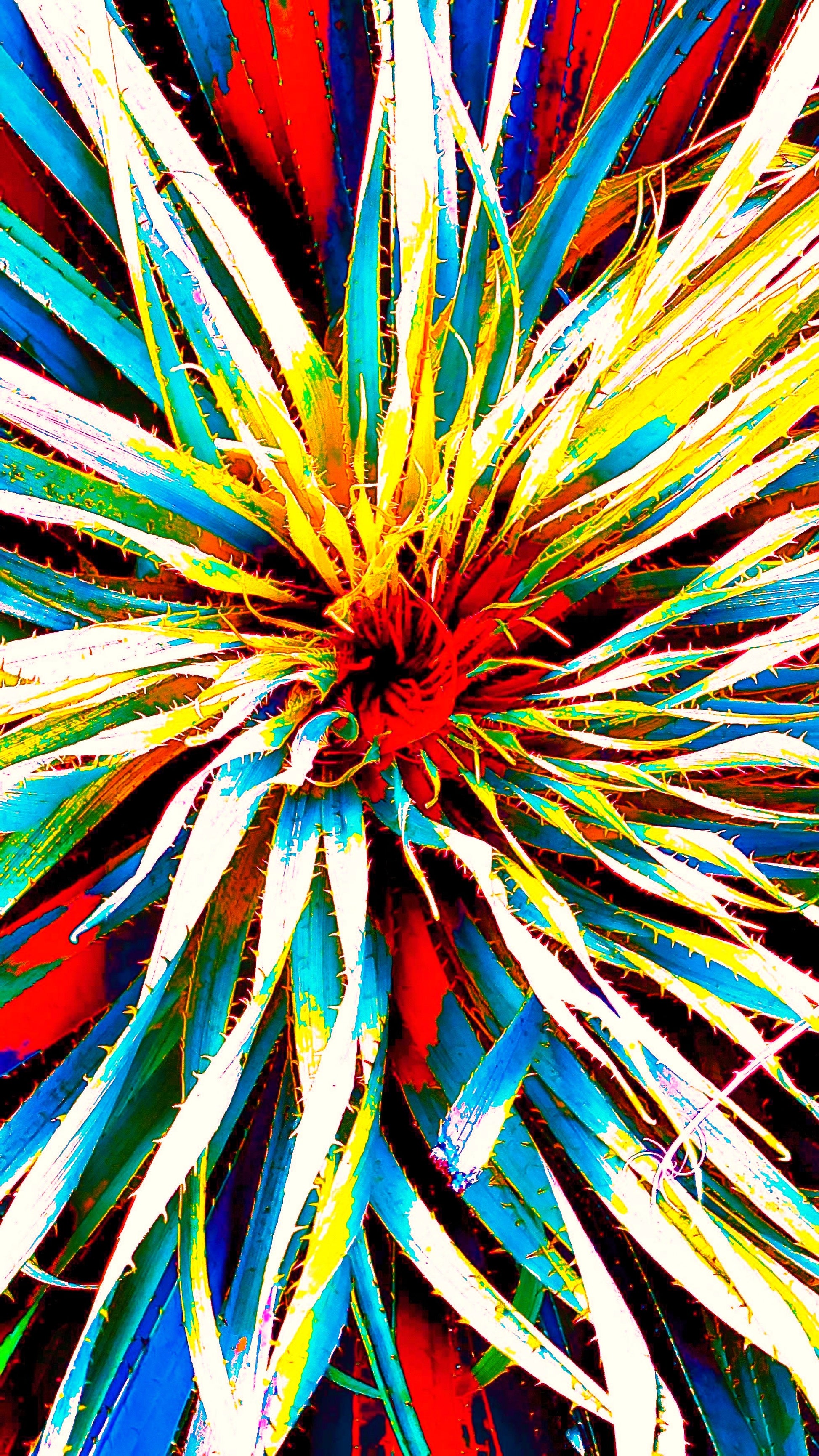 Main image Solar Radiance Yucca