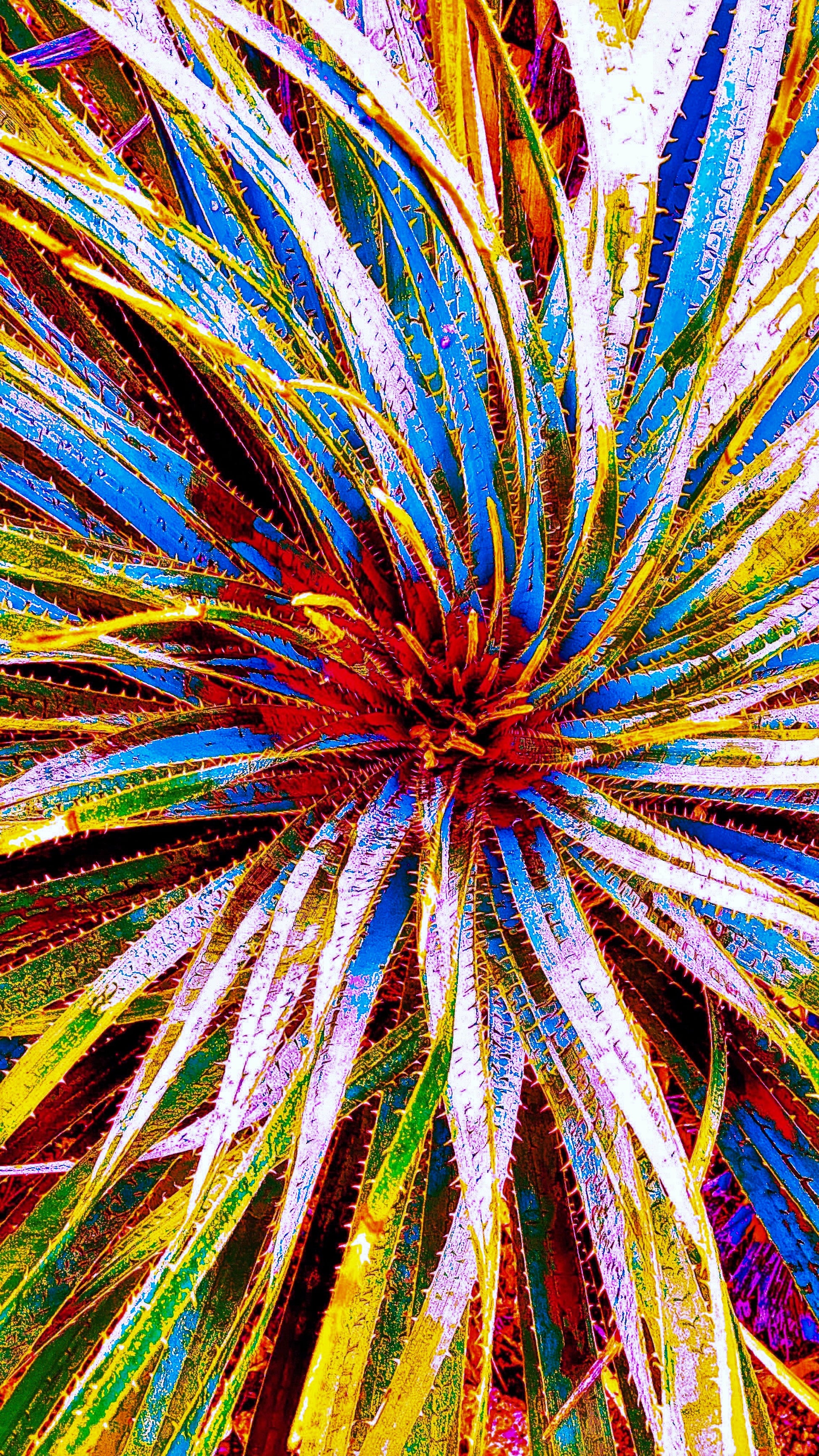 Main image Golden Radiance Yucca