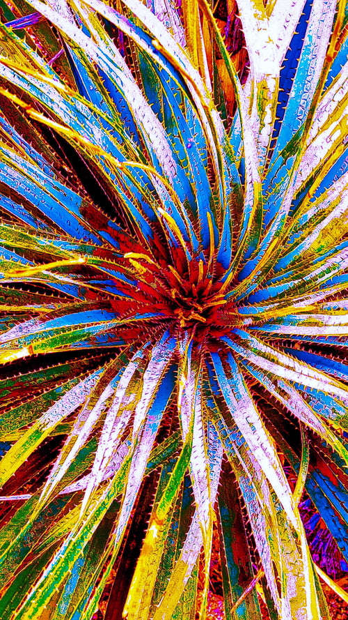 Main image Golden Radiance Yucca