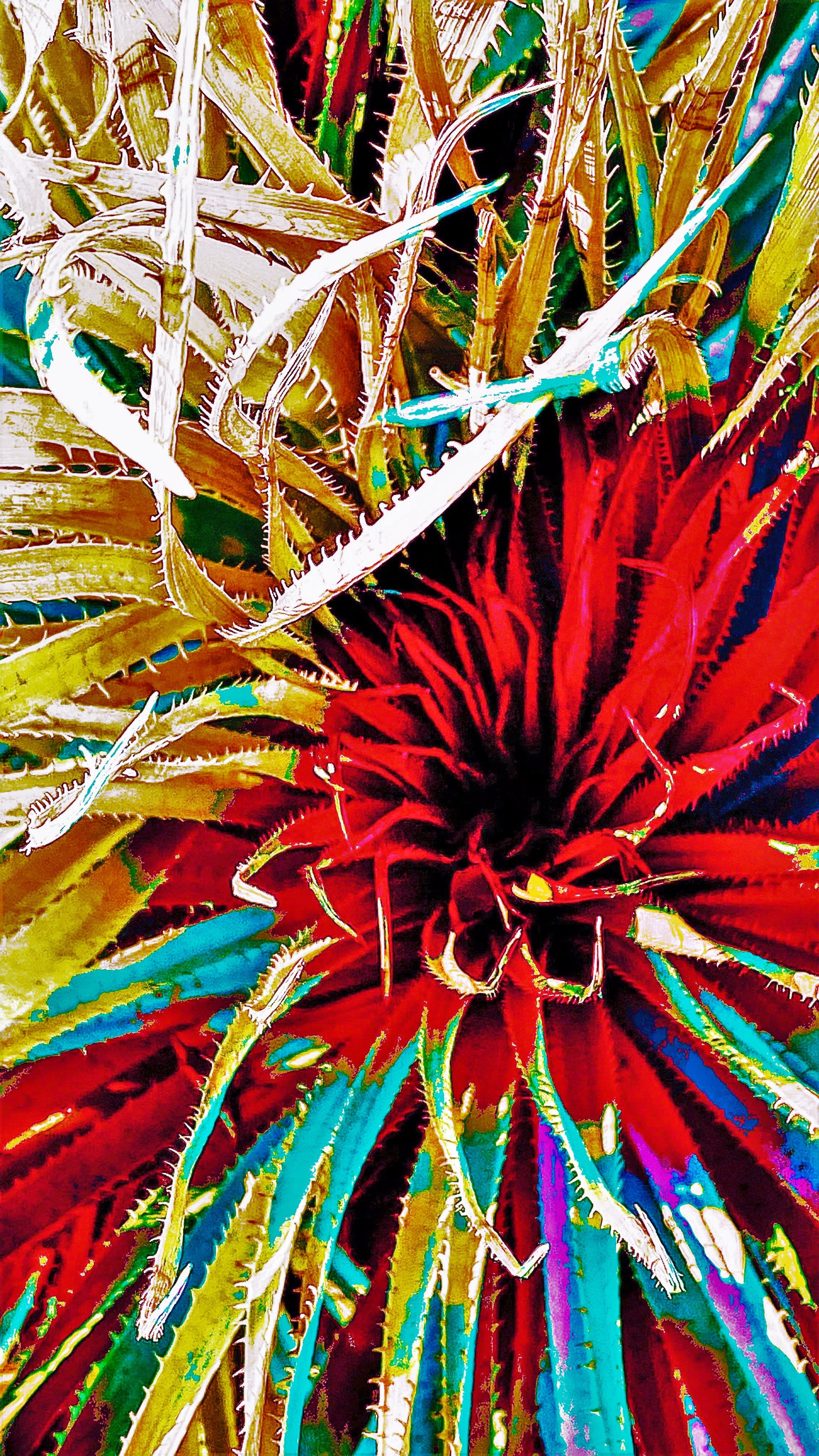 Main image Crimson Solar Yucca